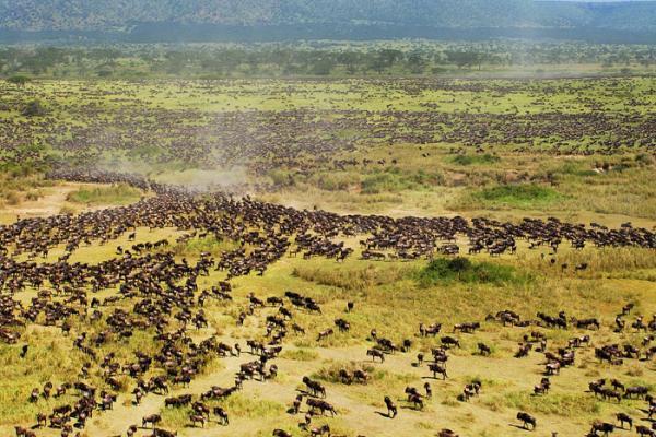 Tanzania Wildlife Safaris serengeti